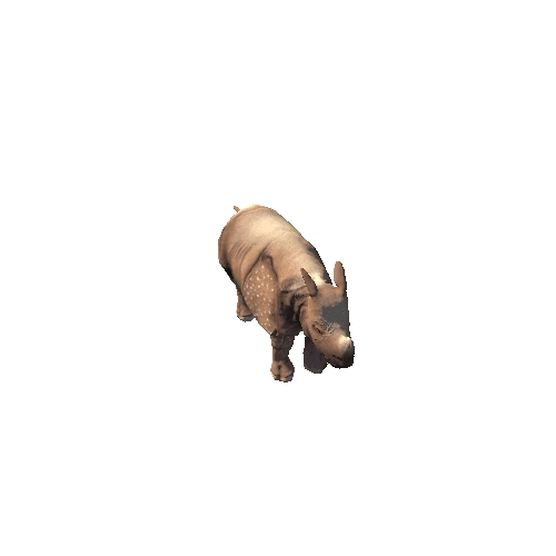 Rhinoceros Unicornis Variation-1_All-Animation